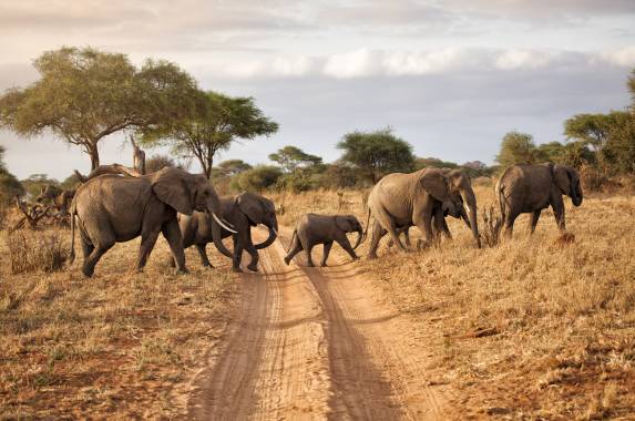 Safari Add-on Tour – after Lemosho Route