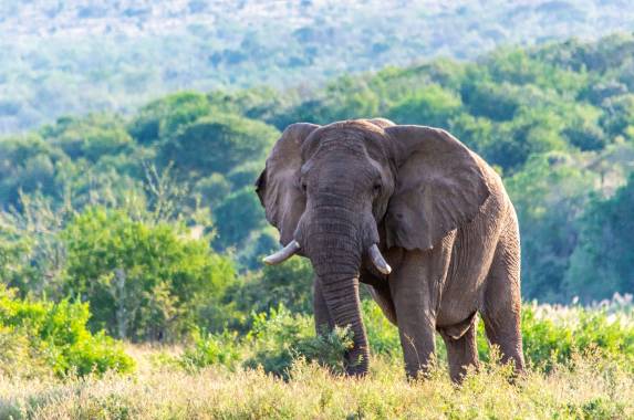 Southern Africa Safari: Kruger & Coast