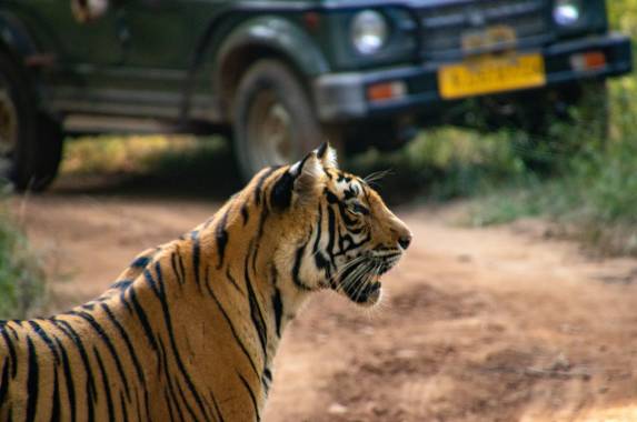 India’s Taj Mahal and Tigers – Premium Adventure