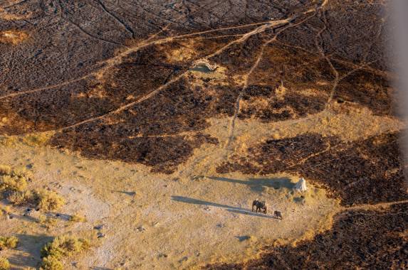 Wildlife & Wilderness of Botswana