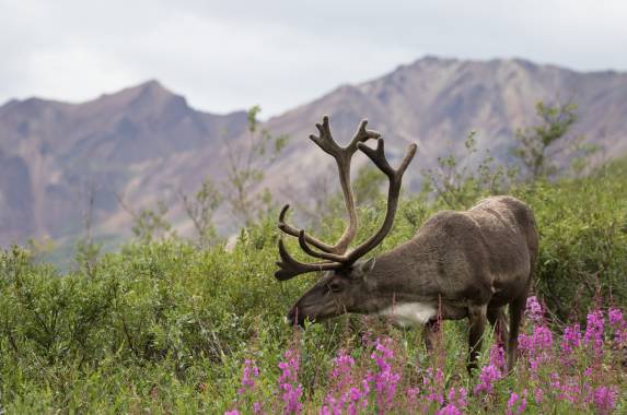 Alaska Wildlife & Wilderness