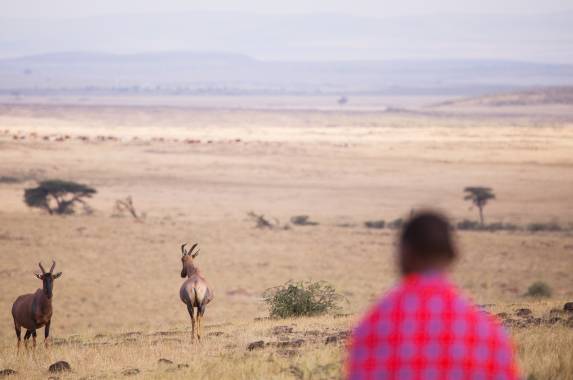 Gorillas & Masai Mara – Camping