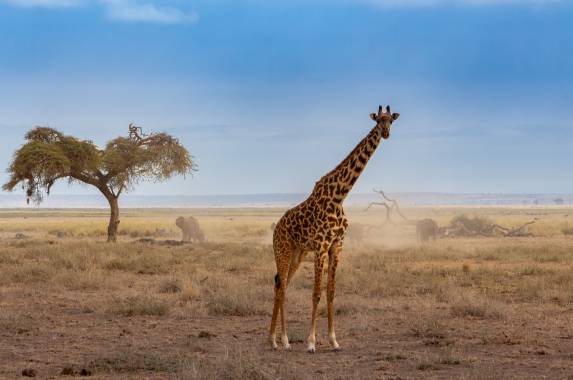 Kenya Safari Adventure