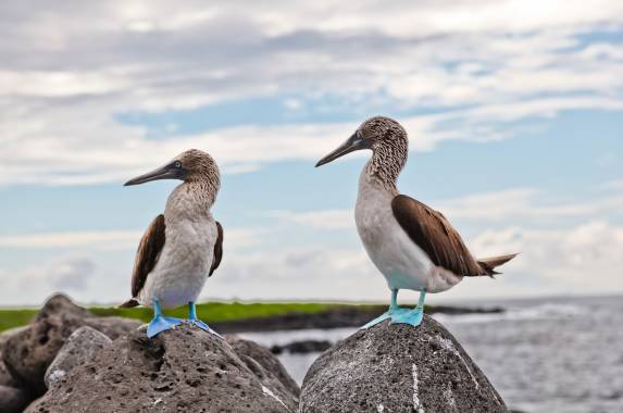 Blue-footed booby, Galapagos