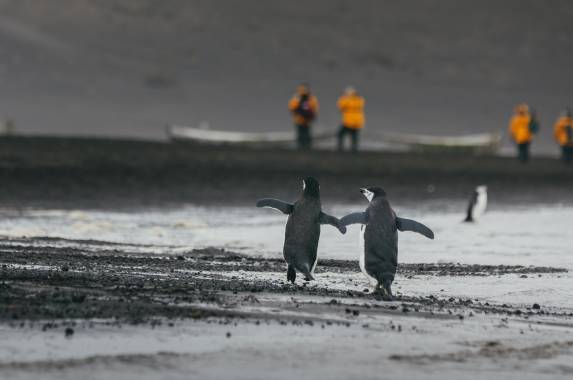 Antarctic Express: Cruise South, Fly North