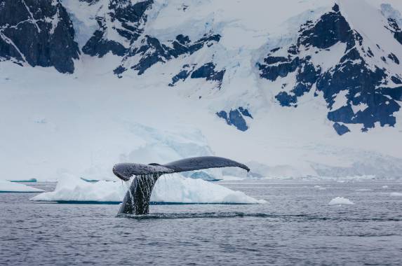 Antarctic Express: Fly South, Cruise North
