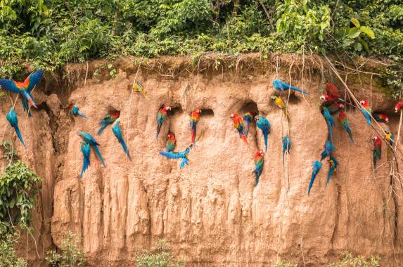 Premium Amazon Rainforest Extension (from Cuzco)