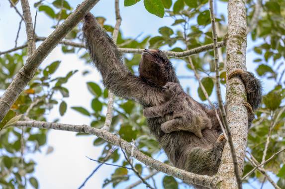 Wild Costa Rica – Premium Adventure
