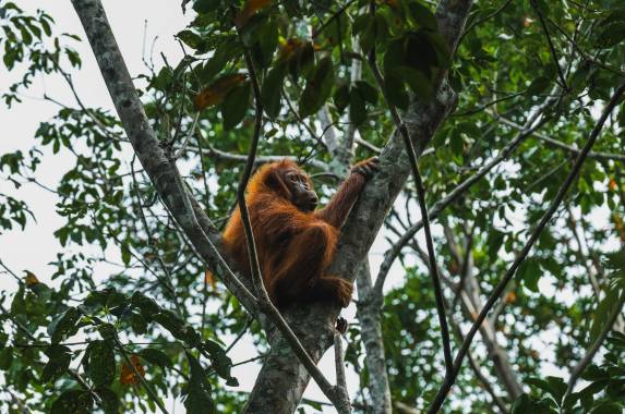 Primates & Dragons of Indonesia