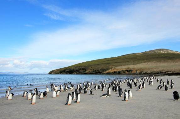 Penguins of the Far South: Falklands, South Georgia & Antarctica