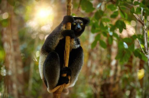 Wild Madagascar
