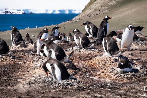 Antarctic Express: Fly South, Sail North via Buenos Aires