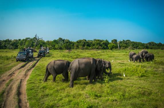 Minneriya national park in Sri Lanka