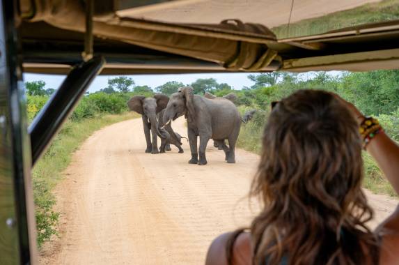 Kruger Safari Highlights – Premium Adventure