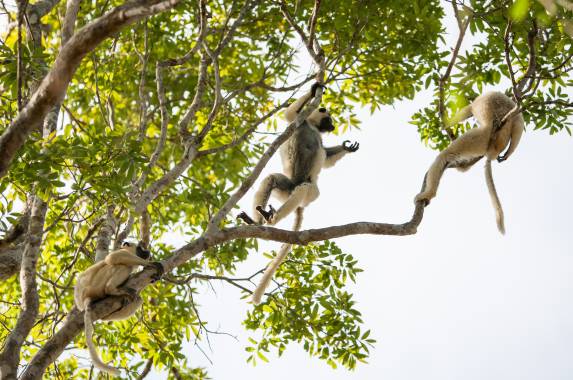 Madagascar Wildlife Adventure