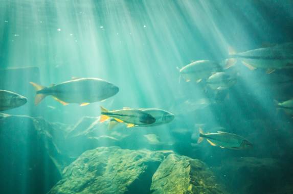 Brazil Wildlife Adventure