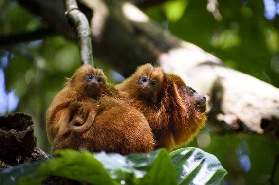 Brazil Wildlife Adventure