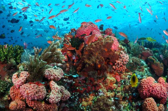 Ocean Gardener coral project Bali