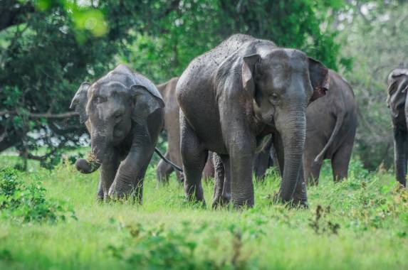 Signature Sri Lanka | The Island of Serendipity