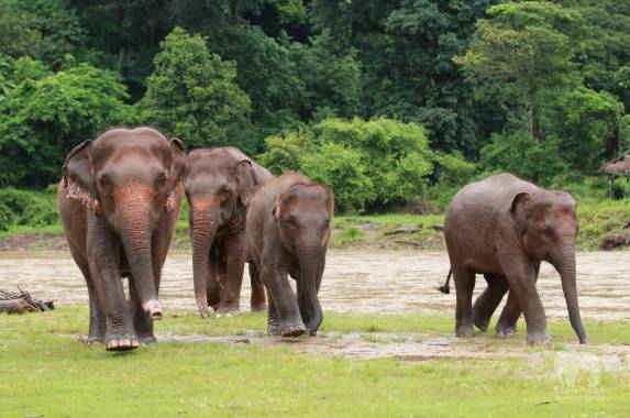 LTH_Signature Thailand Elephants