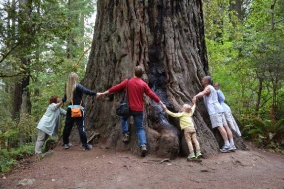 Giant Sequoias