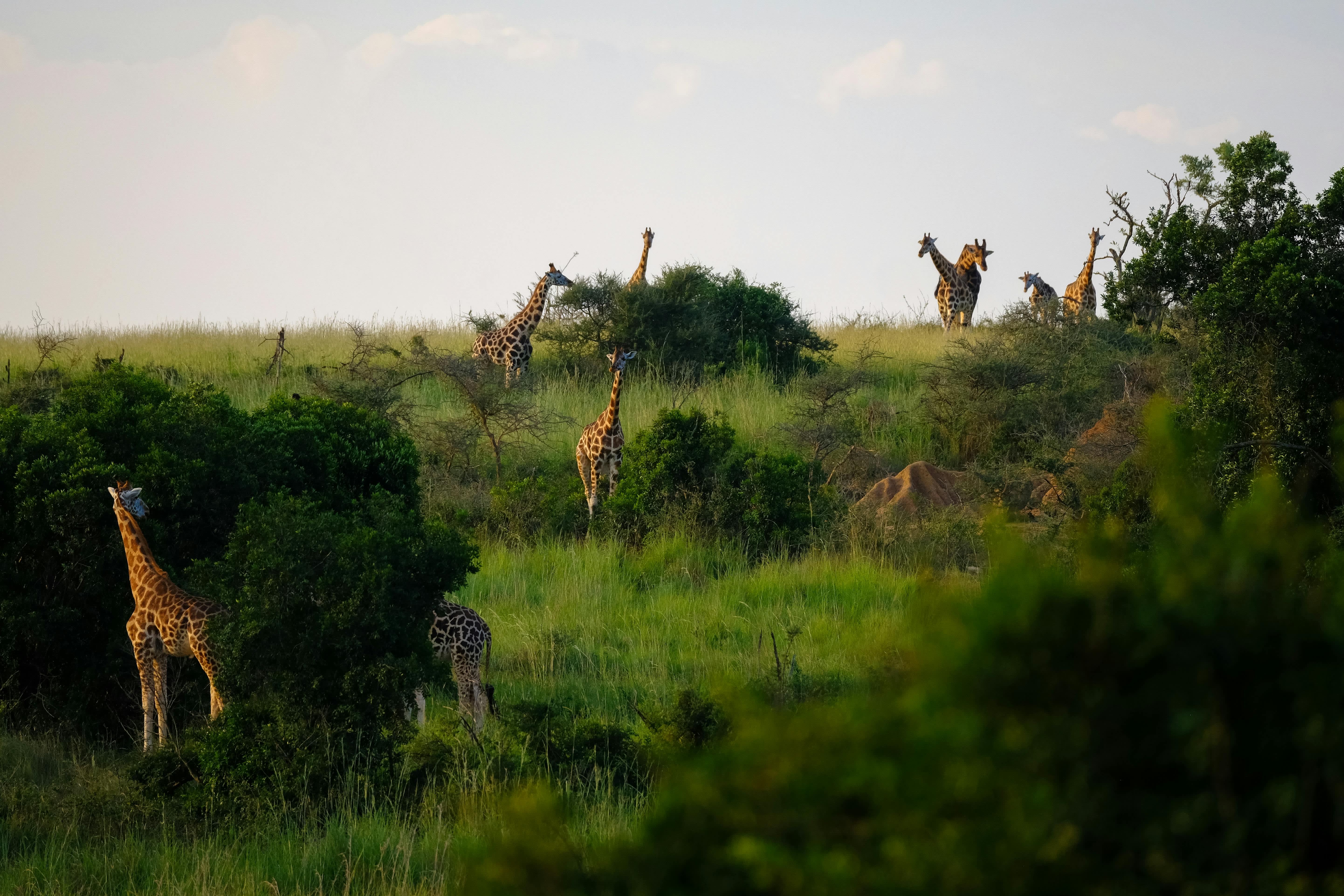 A herd of giraffes scattered across a lush African savanna landscape with green shrubs and trees under a pale sky.