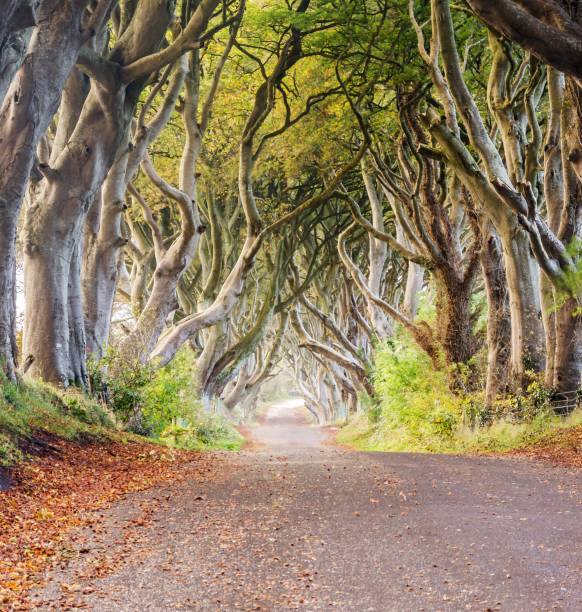 Dark hedges, Northern Ireland