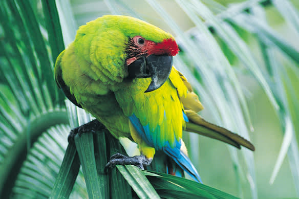 Great Green Macaw