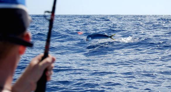 Mahi Mahi