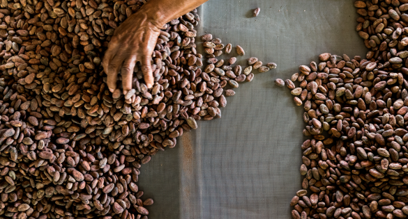Grenada Chocolate