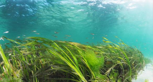 Seagrass