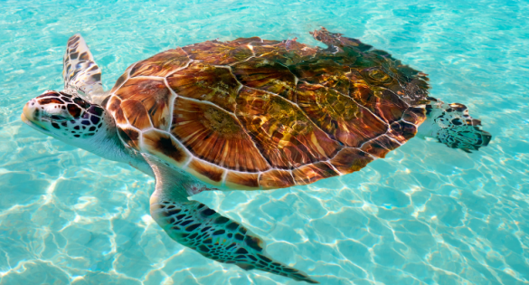 Sustainable Travel