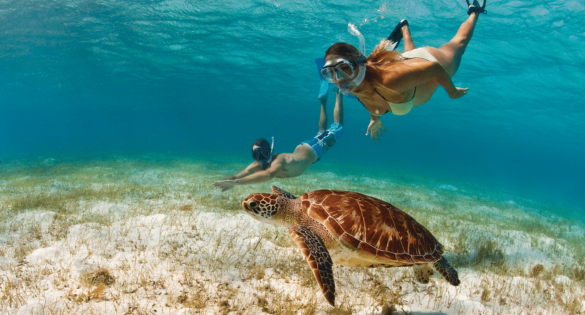 Turtle diving