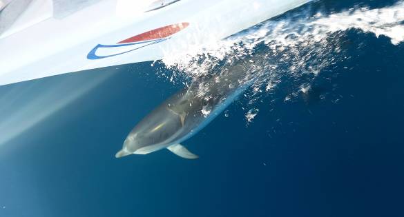 Superstition Dolphin