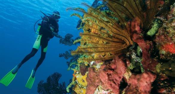 Diving in St Lucia