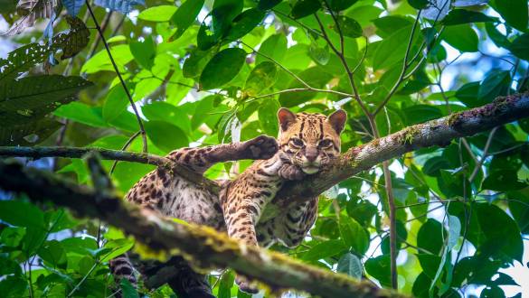 Erleben Sie die wundersame Natur in Costa Rica