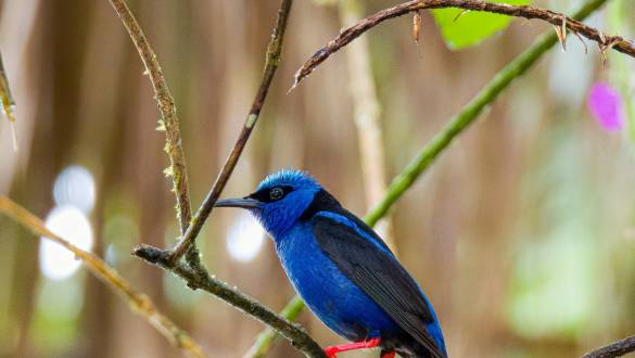 Erleben Sie die wundersame Natur in Costa Rica