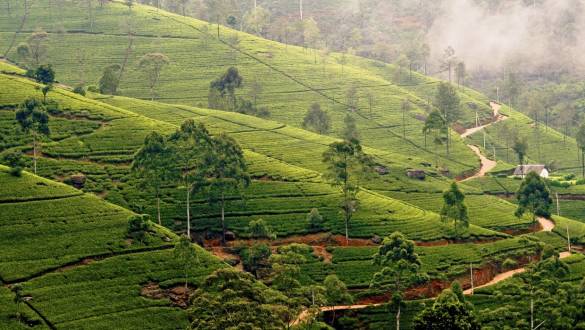 Teeplantagen von Nuwara in Sri Laka
