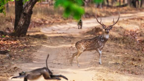 Chital or cheetal deer (Axis axis), also known as spotted deer or axis deer in the Bandhavgarh National Park in India. Bandhavgarh is located in Madhya Pradesh