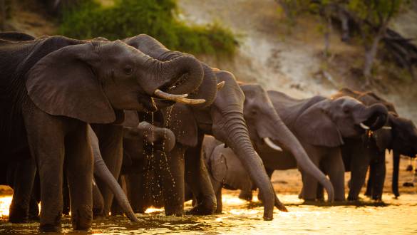 Elephants drink water in Chobe National Park - Botswana - Africa