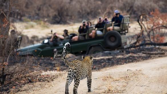 Enchanting Travels A photograph of a safari vehicle full of tourists watching a leopard, Panthera pardus, walking on a dirt road at Elephant Plains, Sabi Sands Game Reserve