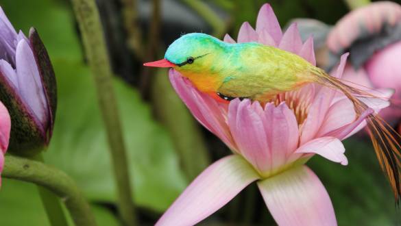 Bird living on flowers, Seychelles, Africa