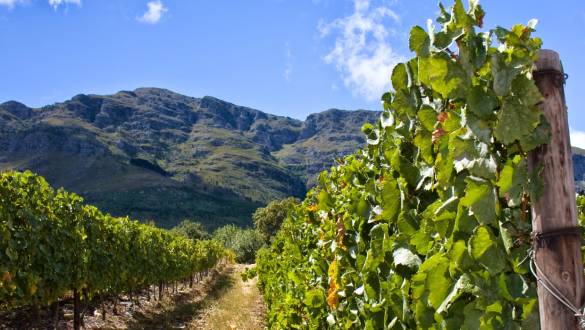 Stellenbosch - World's best plantations and vineyards
