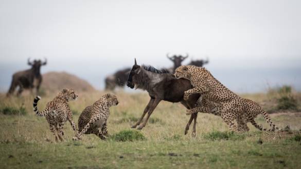 ‘Lion King’ inspired African Safari