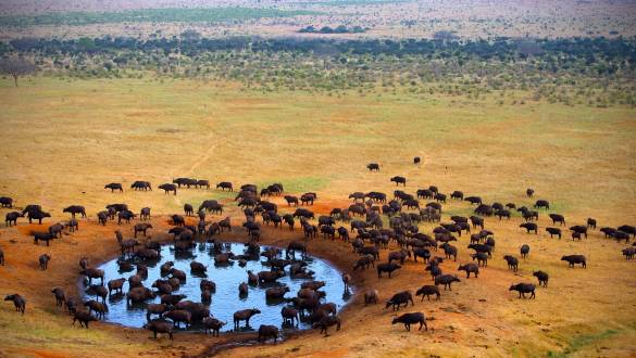 Buffaloes at the watering hole