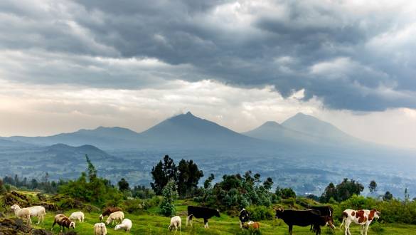 Enchanting Travels African safari parks to see - Herd of cows,Volcanoes National park, majestic landscape, mountains, dramatic clouds. Rwanda