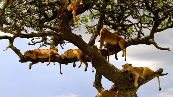 Enchanting Travels African safari parks to see - Lion family Serengeti Tanzania