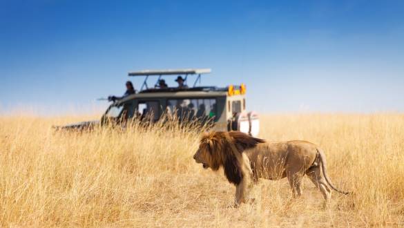 Lion in front of safari car