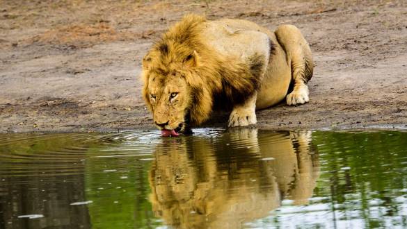 Reflection of a drinking male lion at a waterhole in Sabi Sands