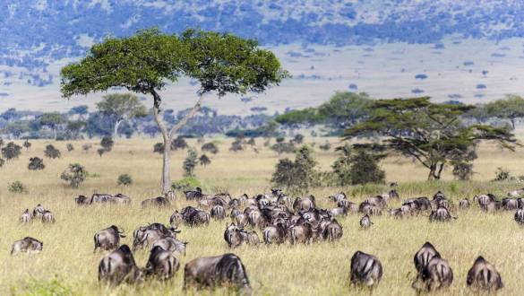 Enchanting Travels African safari parks to see - Wildebeest and Zebra herds during migration in Serengeti national park Tanzania Africa - wildebeest migration